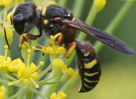 Ectemnius decemmaculatus